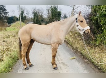 Connemara, Caballo castrado, 6 años, 148 cm, Palomino