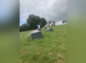 Connemara Mestizo, Caballo castrado, 6 años, 148 cm, Tordo