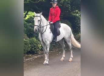 Connemara Mestizo, Caballo castrado, 6 años, 148 cm, Tordo