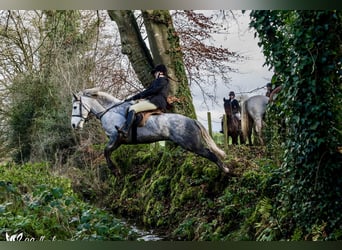 Connemara Mestizo, Caballo castrado, 6 años, 148 cm, Tordo