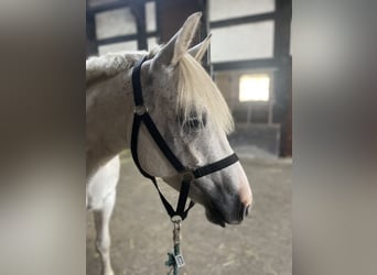 Connemara, Caballo castrado, 6 años, 148 cm, Tordo