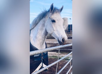 Connemara, Caballo castrado, 6 años, 148 cm, Tordo