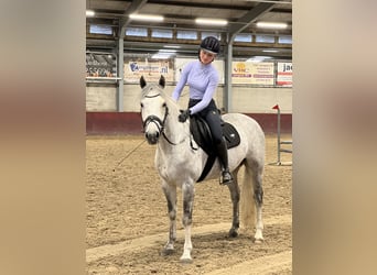 Connemara, Caballo castrado, 6 años, 148 cm, Tordo