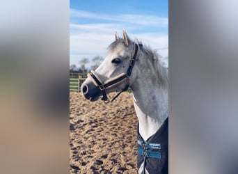 Connemara, Caballo castrado, 6 años, 148 cm, Tordo