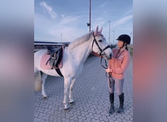 Connemara, Caballo castrado, 6 años, 148 cm, Tordo