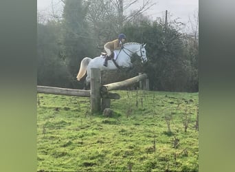 Connemara, Caballo castrado, 6 años, 148 cm, Tordo rodado