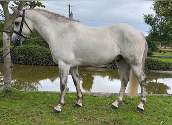 Connemara, Caballo castrado, 6 años, 148 cm, Tordo rodado