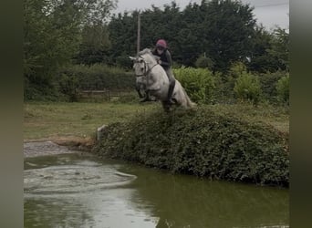 Connemara, Caballo castrado, 6 años, 148 cm, Tordo rodado