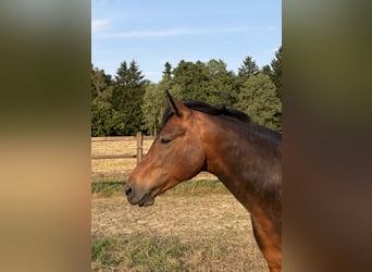 Connemara, Caballo castrado, 6 años, 150 cm, Castaño