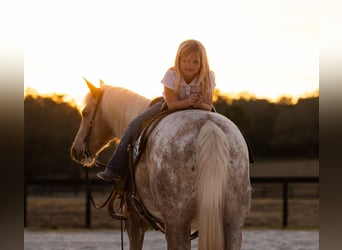 Connemara Mestizo, Caballo castrado, 6 años, 150 cm, Palomino