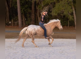 Connemara Mestizo, Caballo castrado, 6 años, 150 cm, Palomino