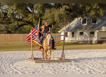Connemara Mestizo, Caballo castrado, 6 años, 150 cm, Palomino