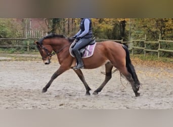 Connemara, Caballo castrado, 6 años, 154 cm, Castaño