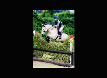 Connemara, Caballo castrado, 6 años, 155 cm, Bayo