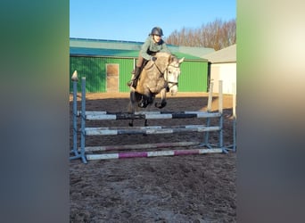 Connemara, Caballo castrado, 6 años, 155 cm, Tordo