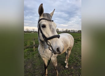 Connemara, Caballo castrado, 6 años, 155 cm, Tordo