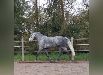 Connemara Mestizo, Caballo castrado, 6 años, 160 cm, Tordo rodado