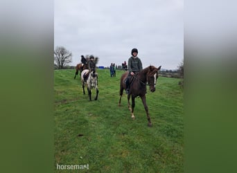 Connemara, Caballo castrado, 6 años, Bayo