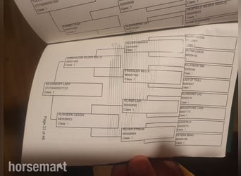 Connemara, Caballo castrado, 6 años, Bayo