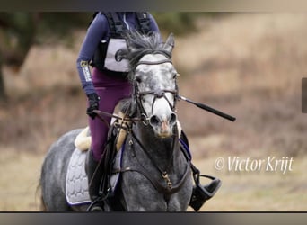 Connemara, Caballo castrado, 7 años, 142 cm, Tordo rodado