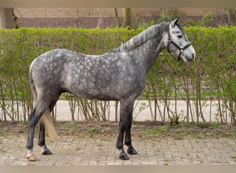Connemara, Caballo castrado, 7 años, 142 cm, Tordo rodado