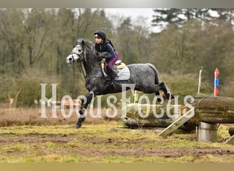 Connemara, Caballo castrado, 7 años, 142 cm, Tordo rodado