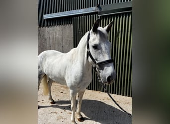 Connemara, Caballo castrado, 7 años, 147 cm, Porcelana