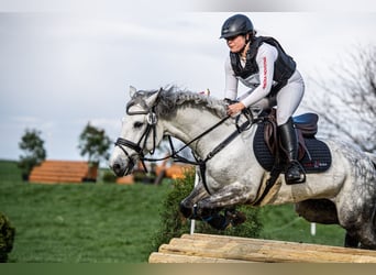 Connemara, Caballo castrado, 7 años, 147 cm, Tordo