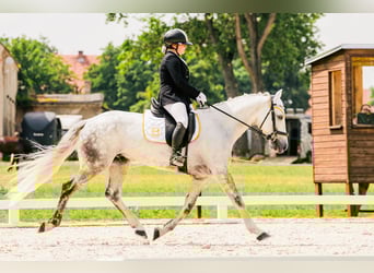 Connemara, Caballo castrado, 7 años, 147 cm, Tordo