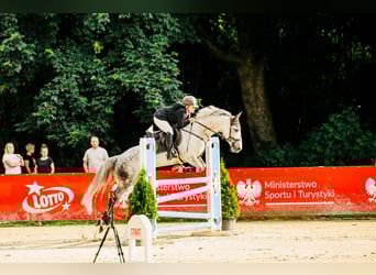 Connemara, Caballo castrado, 7 años, 147 cm, Tordo