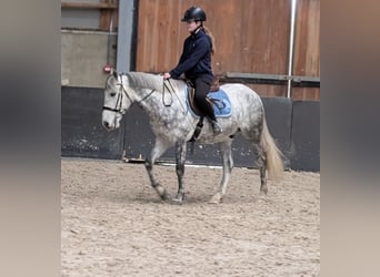 Connemara Mestizo, Caballo castrado, 7 años, 147 cm, Tordo rodado