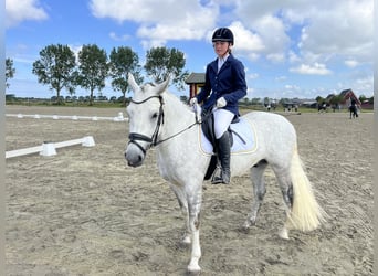 Connemara, Caballo castrado, 7 años, 148 cm, Tordo