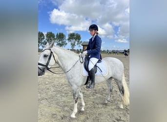 Connemara, Caballo castrado, 7 años, 148 cm, Tordo