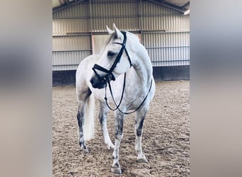 Connemara, Caballo castrado, 7 años, 148 cm, Tordo