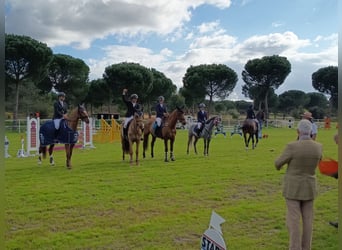 Connemara, Caballo castrado, 7 años, 148 cm, Tordo rodado
