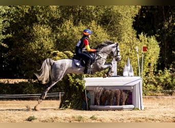 Connemara, Caballo castrado, 7 años, 148 cm, Tordo rodado