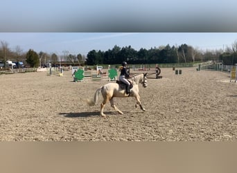 Connemara, Caballo castrado, 7 años, 152 cm, Palomino