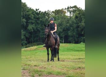 Connemara, Caballo castrado, 7 años, 153 cm, Castaño