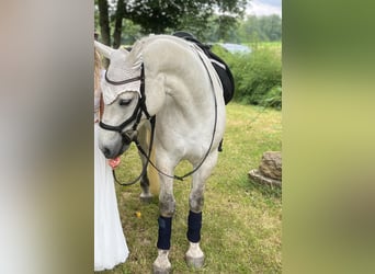 Connemara, Caballo castrado, 7 años, 154 cm, Tordo