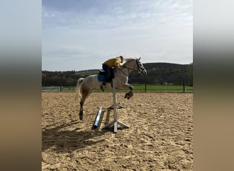 Connemara, Caballo castrado, 7 años, 154 cm, Tordo