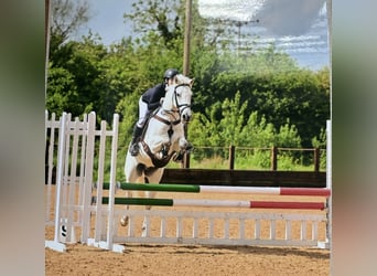 Connemara, Caballo castrado, 7 años, 155 cm, Tordo