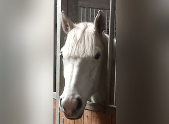 Connemara, Caballo castrado, 7 años, 158 cm, Tordo