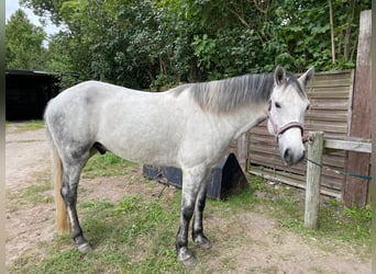 Connemara, Caballo castrado, 7 años, 158 cm, Tordo