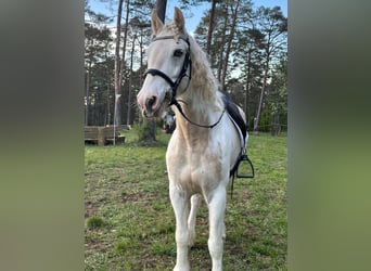 Connemara, Caballo castrado, 7 años, 160 cm, Tordo picazo