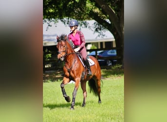 Connemara, Caballo castrado, 7 años, 173 cm, Castaño claro