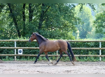 Connemara, Caballo castrado, 8 años, 144 cm, Castaño