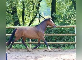 Connemara, Caballo castrado, 8 años, 144 cm, Castaño