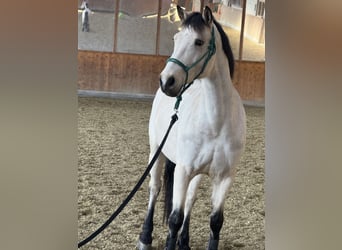 Connemara, Caballo castrado, 8 años, 148 cm, Bayo