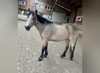 Connemara, Caballo castrado, 8 años, 148 cm