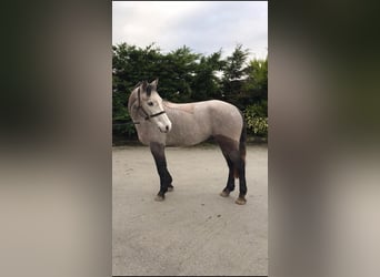 Connemara, Caballo castrado, 8 años, 148 cm, Tordo